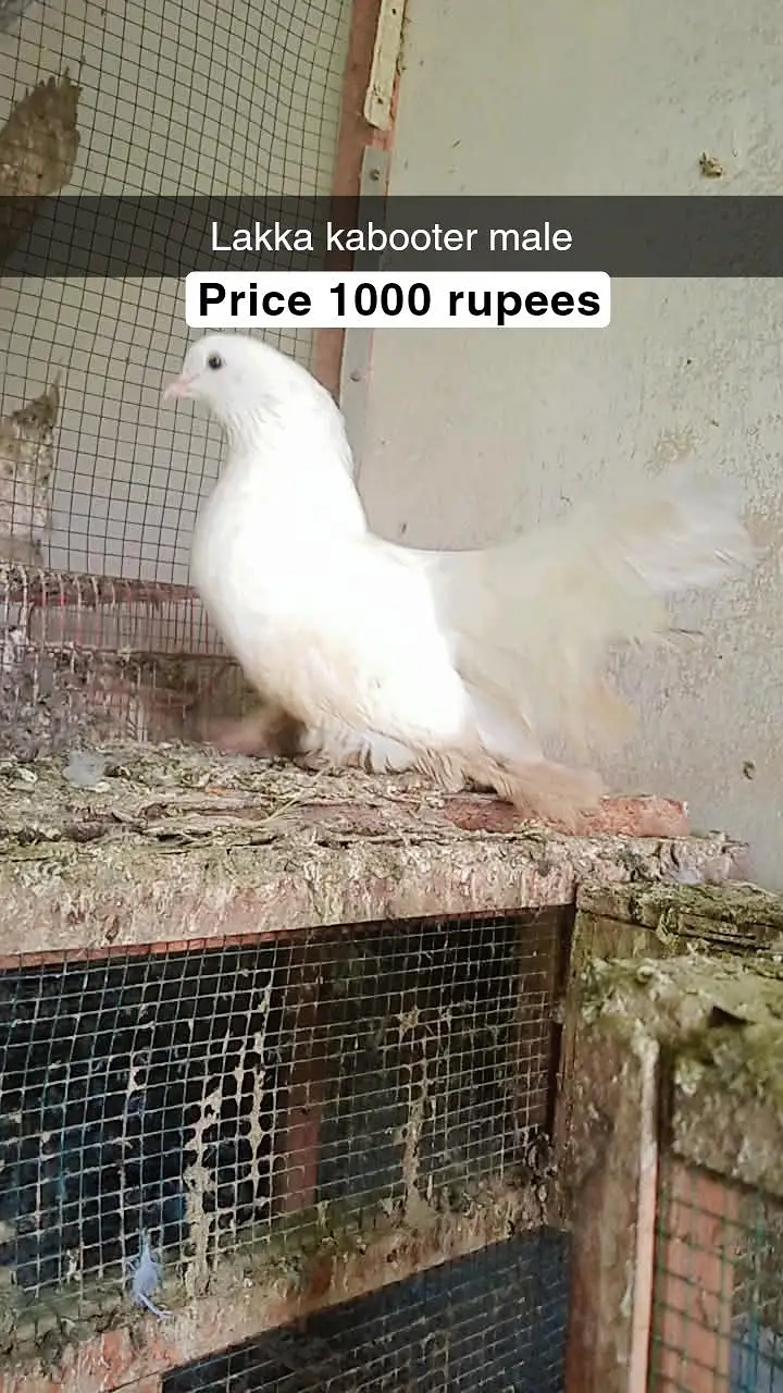 for sale male and female pigeon — photo 2