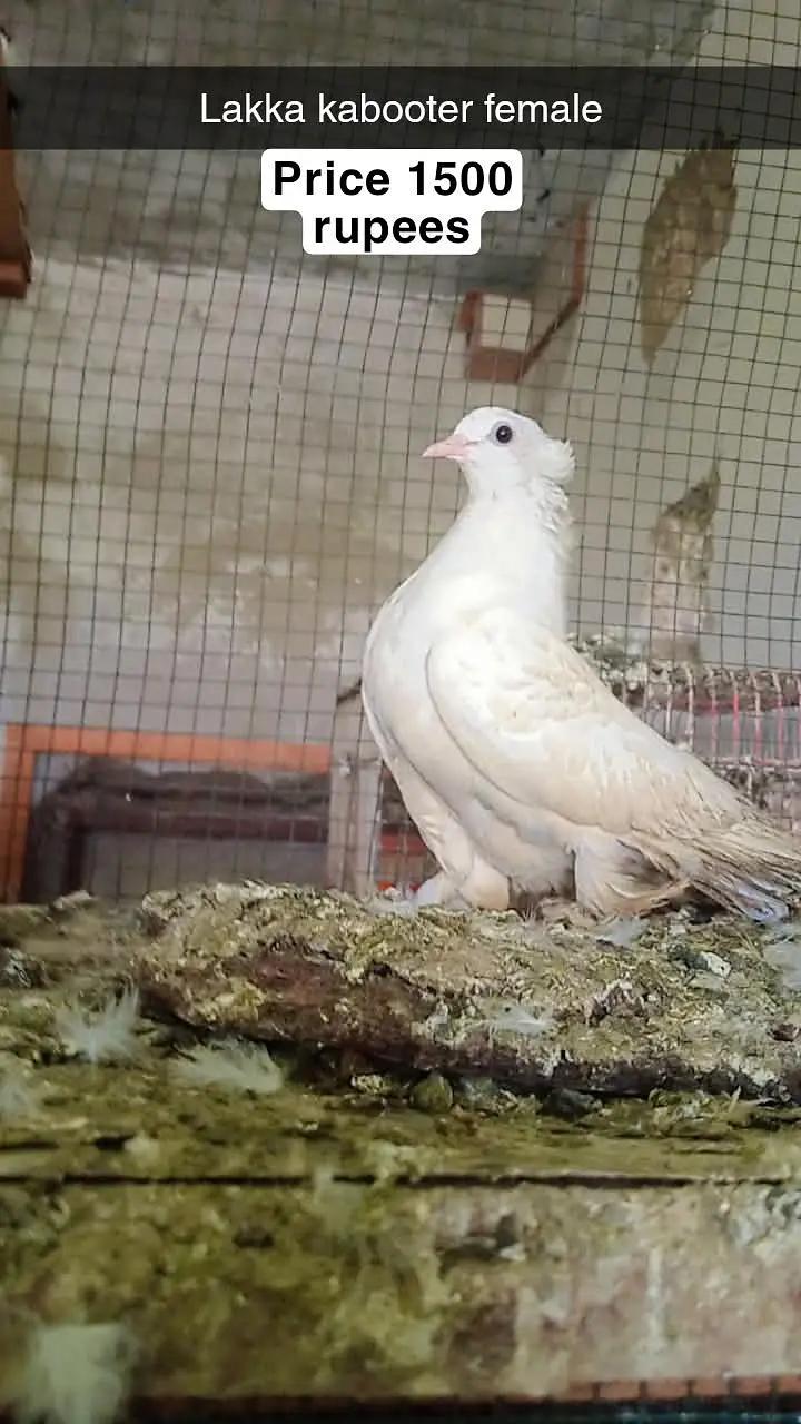 for sale male and female pigeon — photo 3