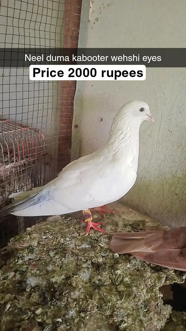 for sale male and female pigeon — photo 4