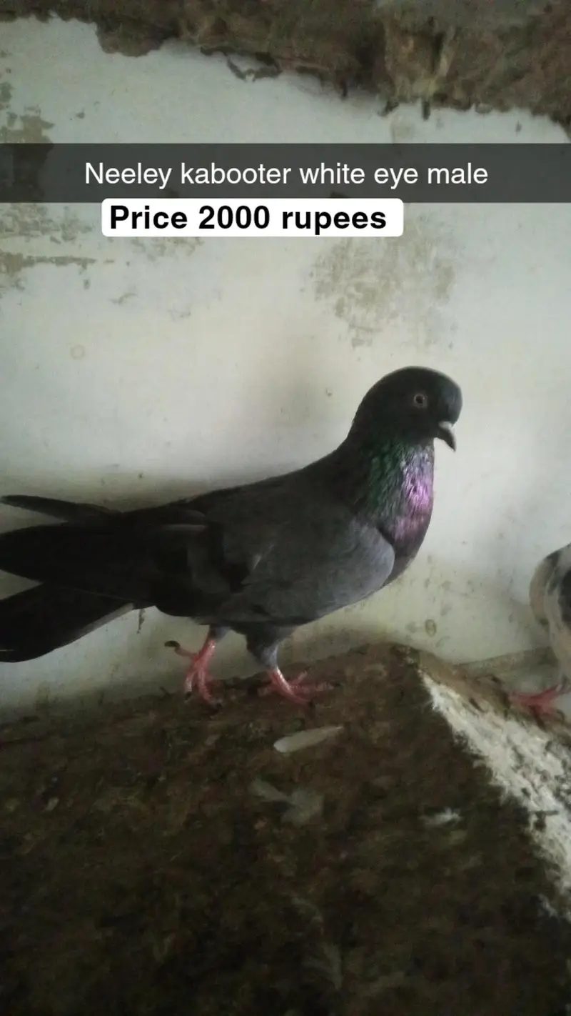 for sale male and female pigeon — photo 5