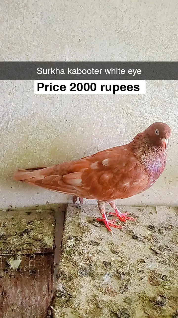 for sale male and female pigeon — photo 6