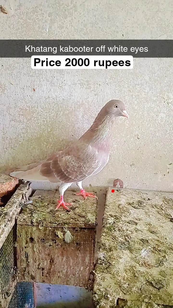 for sale male and female pigeon — photo 7
