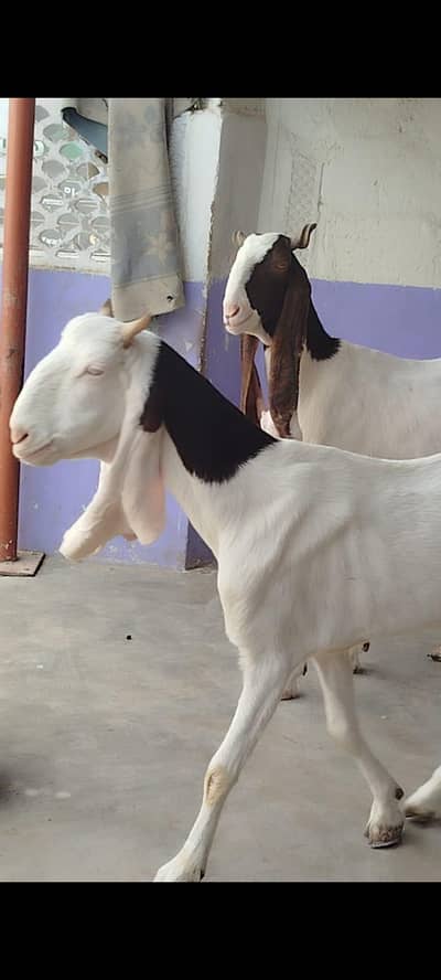 Gulabi gabhn female's.