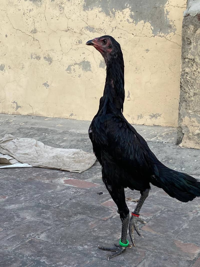 panas pakoy 4