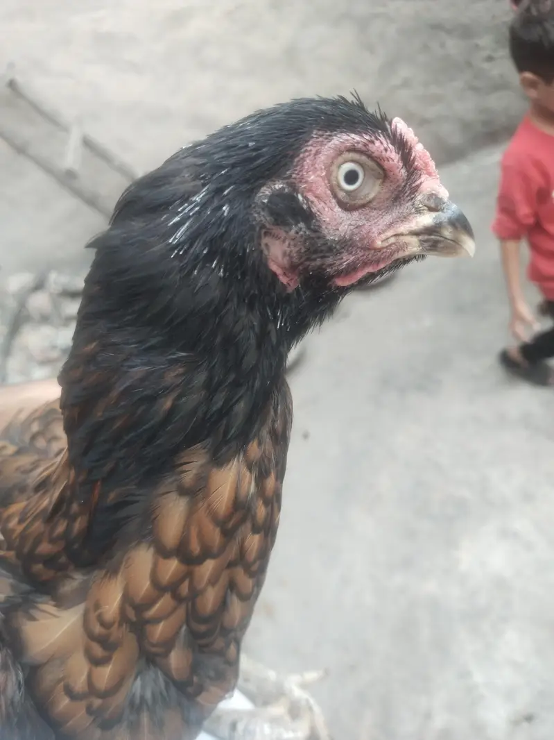 Aseel female contact 03244221420 — photo 2