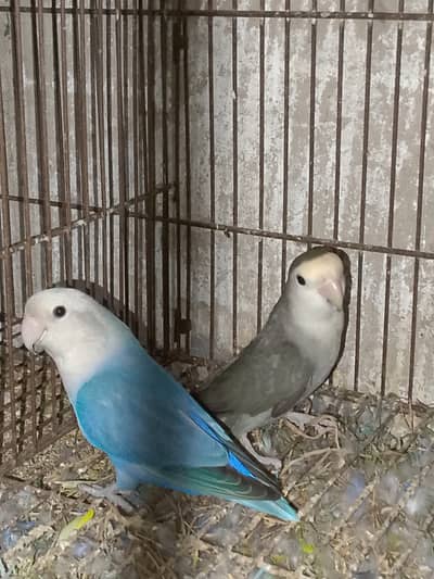 Rossicoli Opline Birds Breeder pair