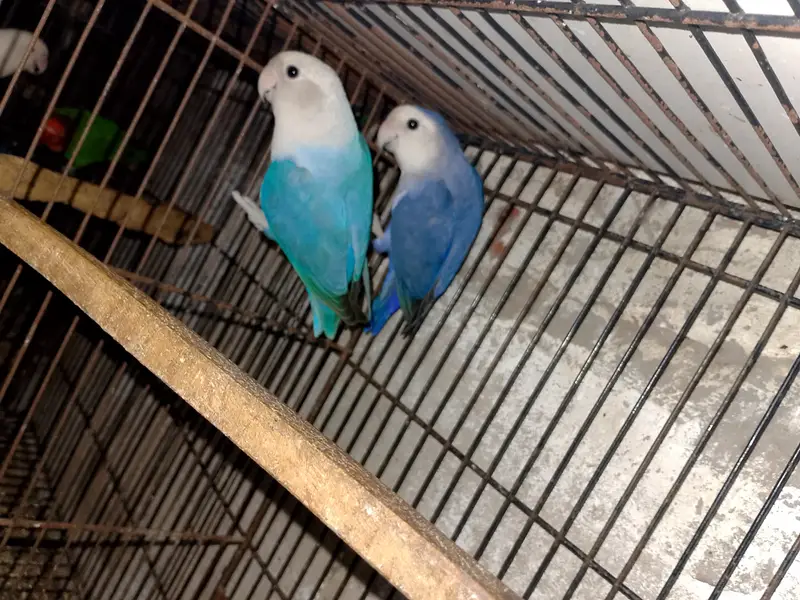 Rossicoli Opline Birds Breeder pair — photo 2