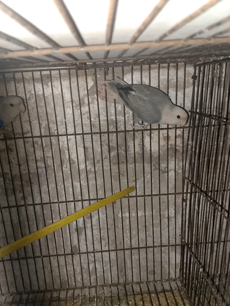 Rossicoli Opline Birds Breeder pair — photo 3