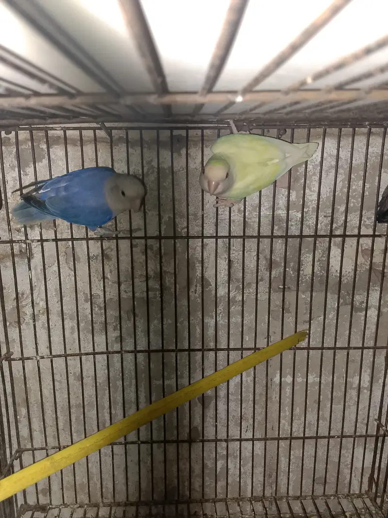 Rossicoli Opline Birds Breeder pair — photo 4