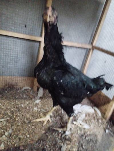 Breeder Hen