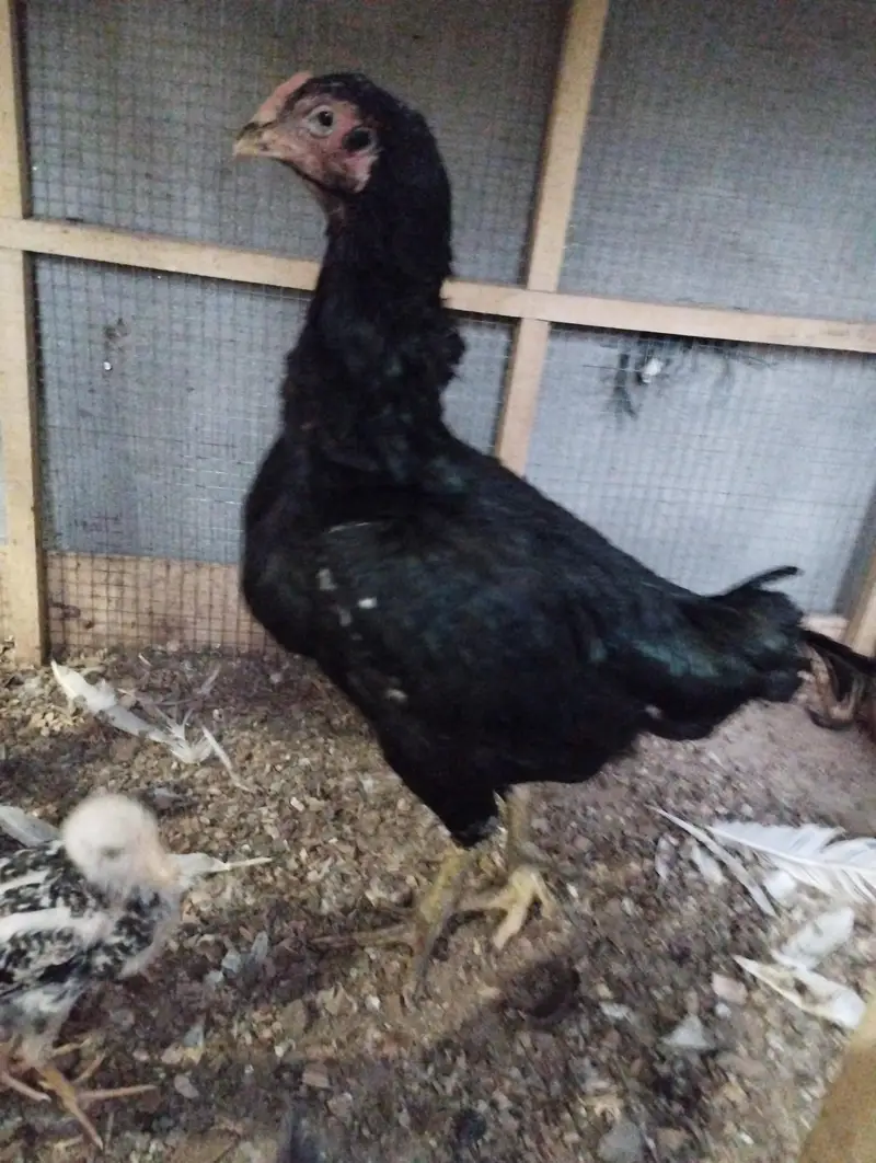 Breeder Hen — photo 2