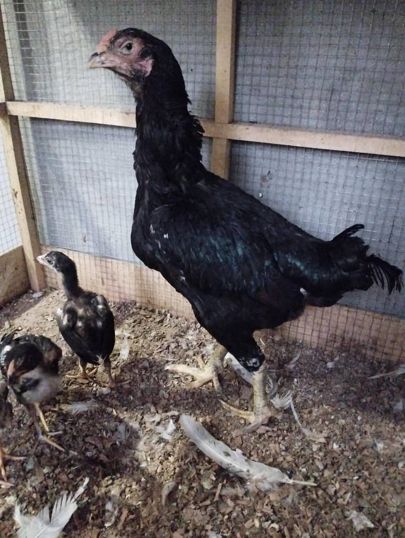 Breeder Hen 2