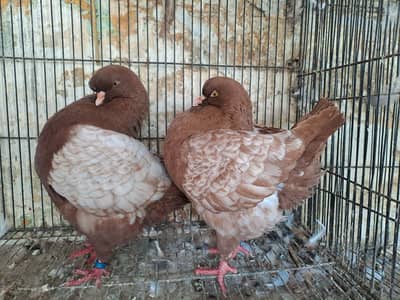 Supreme Quality Modina , Frillbacks, Breeding pair Pigeons/ kabooter