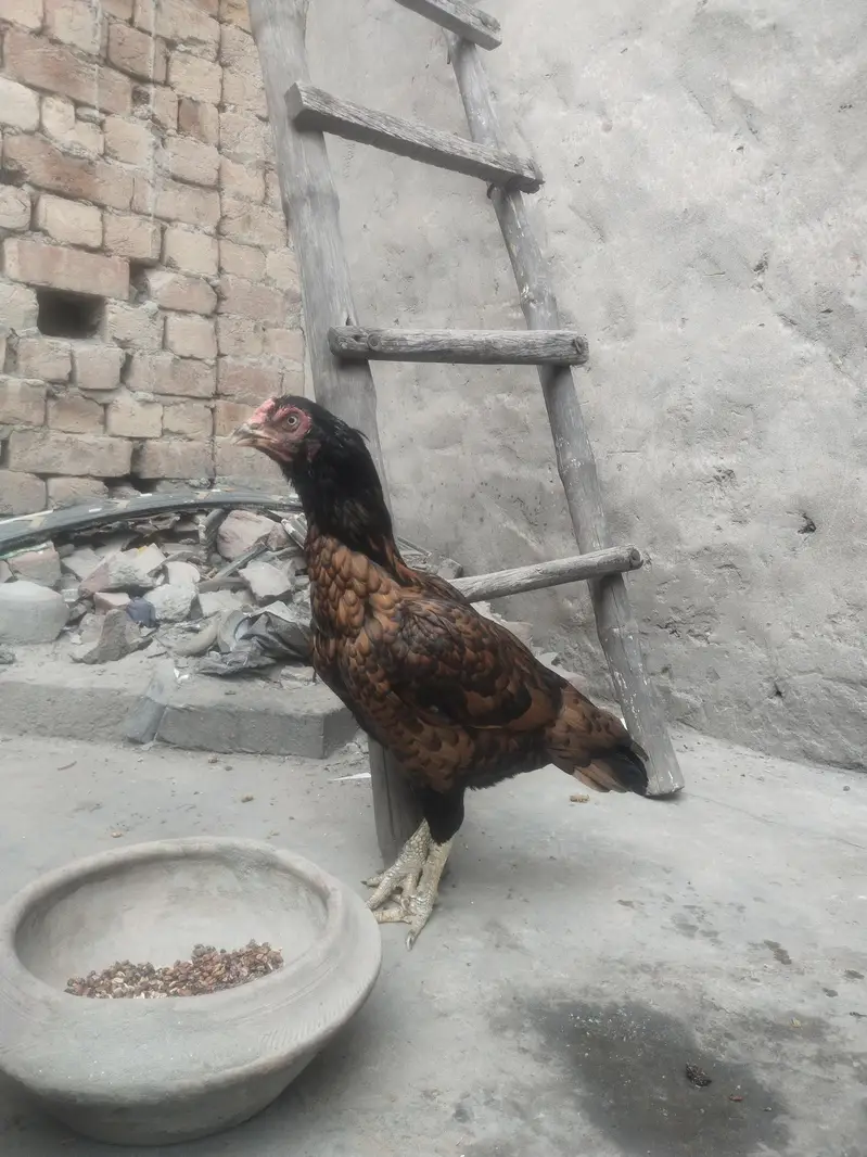 Aseel female contact 03244221420 — photo 3