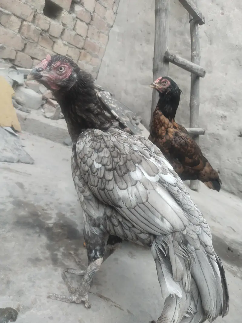 Aseel female contact 03244221420 — photo 4