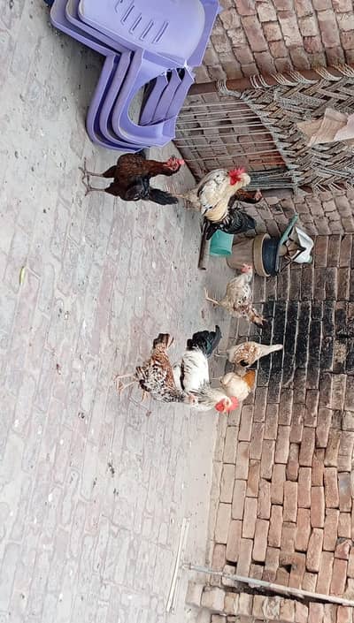 9 Hens+ Cocks  for Sale Desi + Aseel Mix