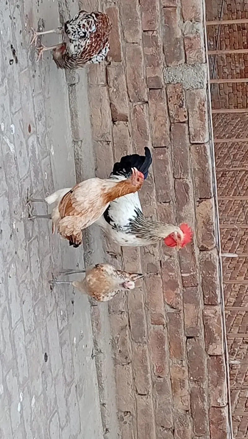9 Hens+ Cocks  for Sale Desi + Aseel Mix — photo 2