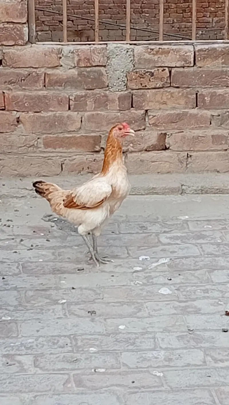 9 Hens+ Cocks  for Sale Desi + Aseel Mix — photo 3