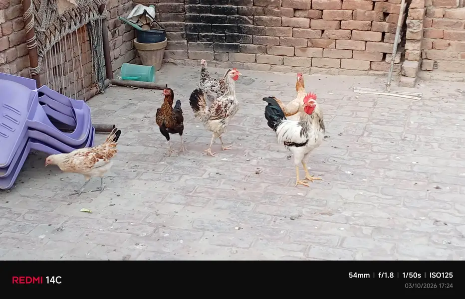 9 Hens+ Cocks  for Sale Desi + Aseel Mix — photo 4
