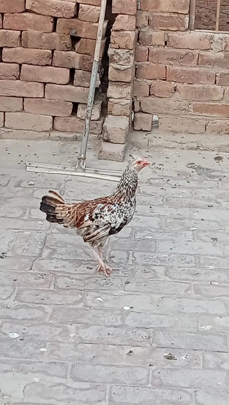 9 Hens+ Cocks  for Sale Desi + Aseel Mix — photo 5
