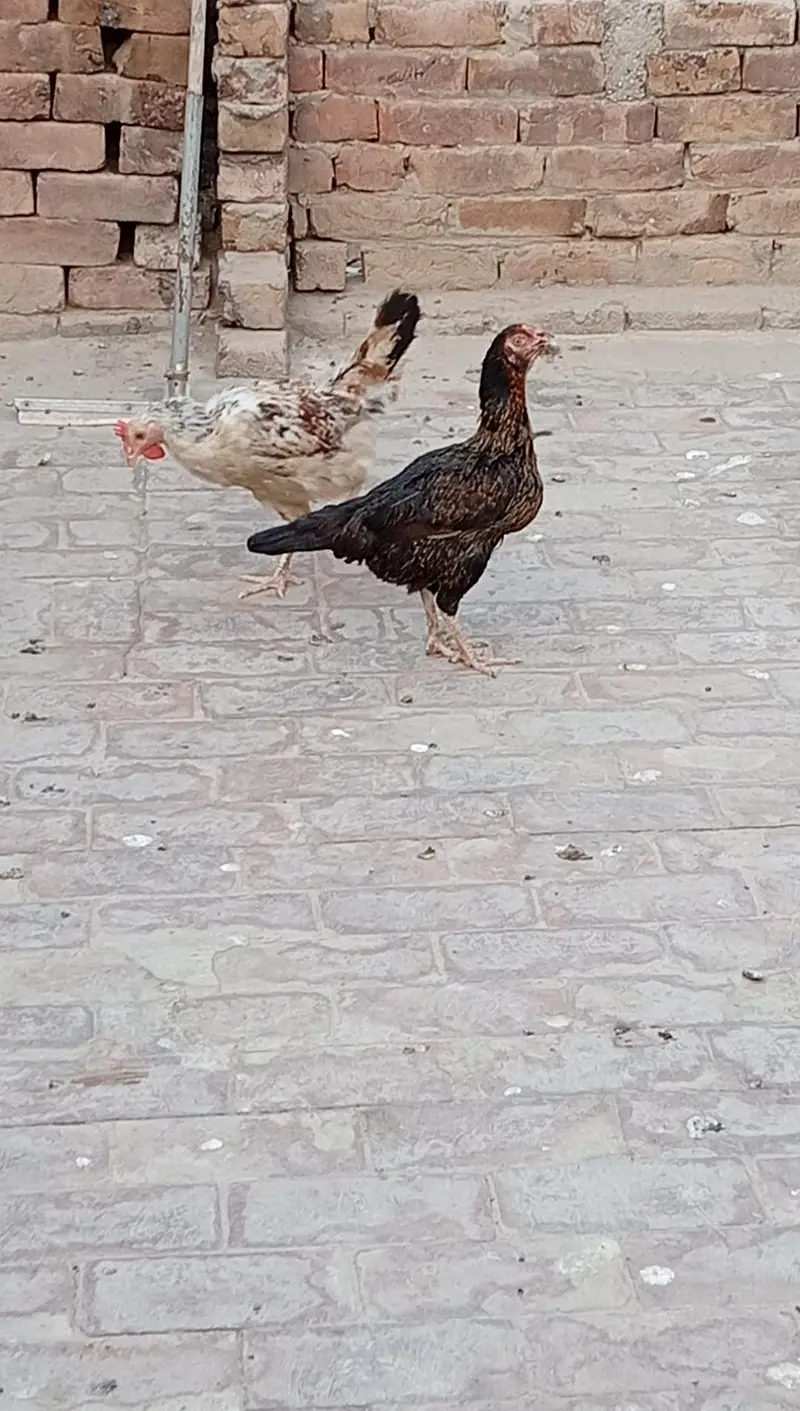 9 Hens+ Cocks  for Sale Desi + Aseel Mix — photo 6