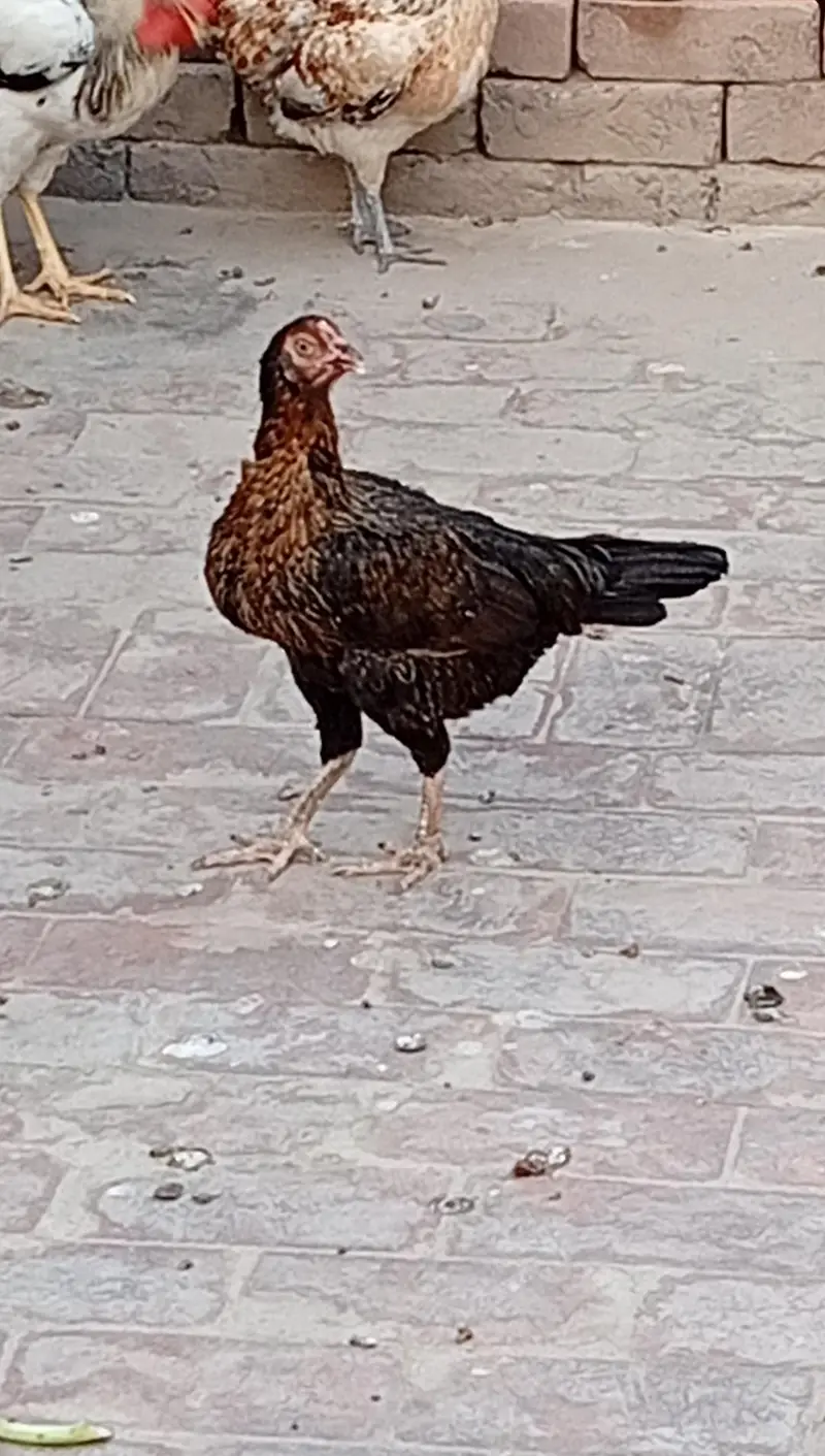 9 Hens+ Cocks  for Sale Desi + Aseel Mix — photo 7