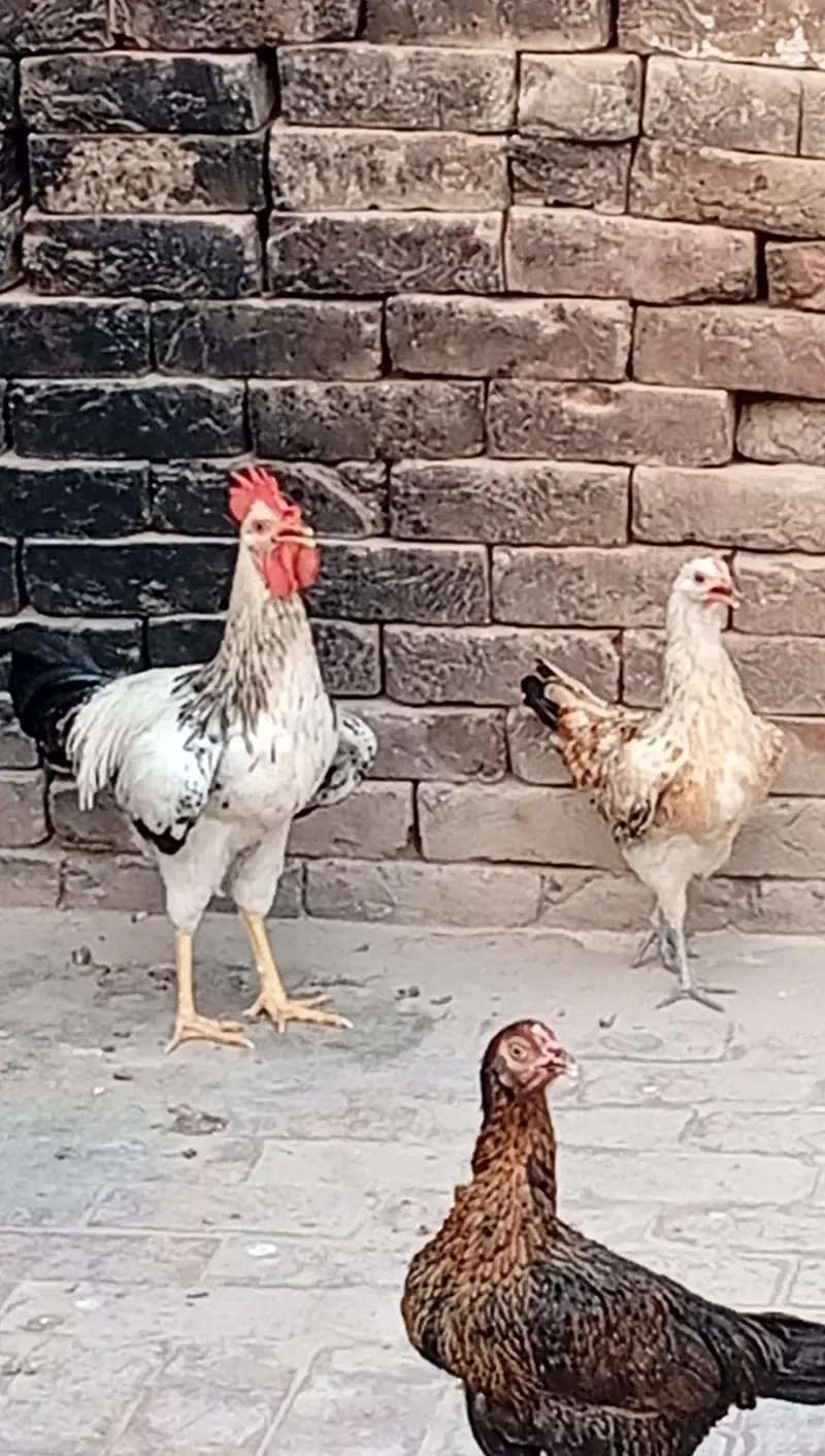 9 Hens+ Cocks  for Sale Desi + Aseel Mix — photo 8