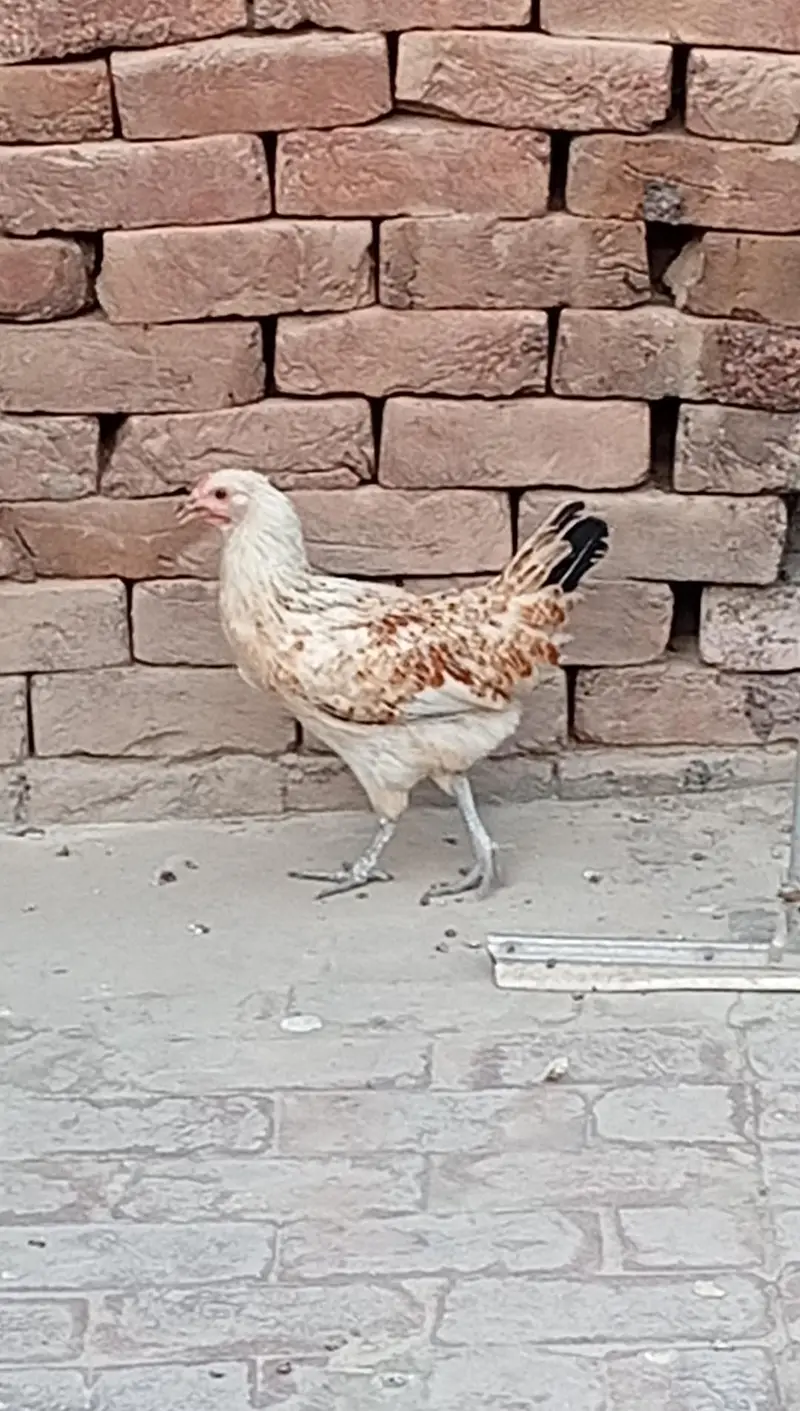 9 Hens+ Cocks  for Sale Desi + Aseel Mix — photo 9
