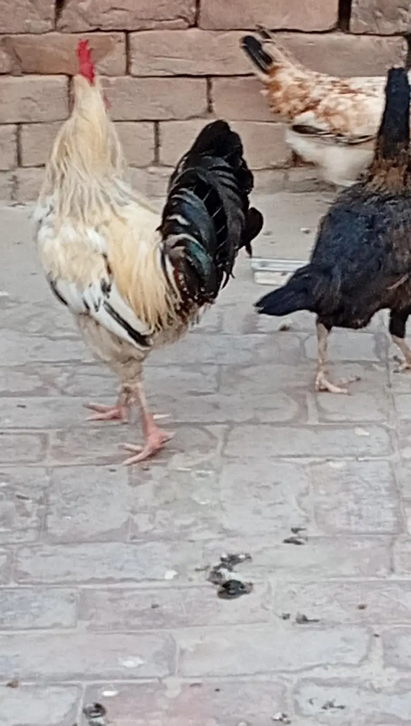 9 Hens+ Cocks  for Sale Desi + Aseel Mix — photo 10
