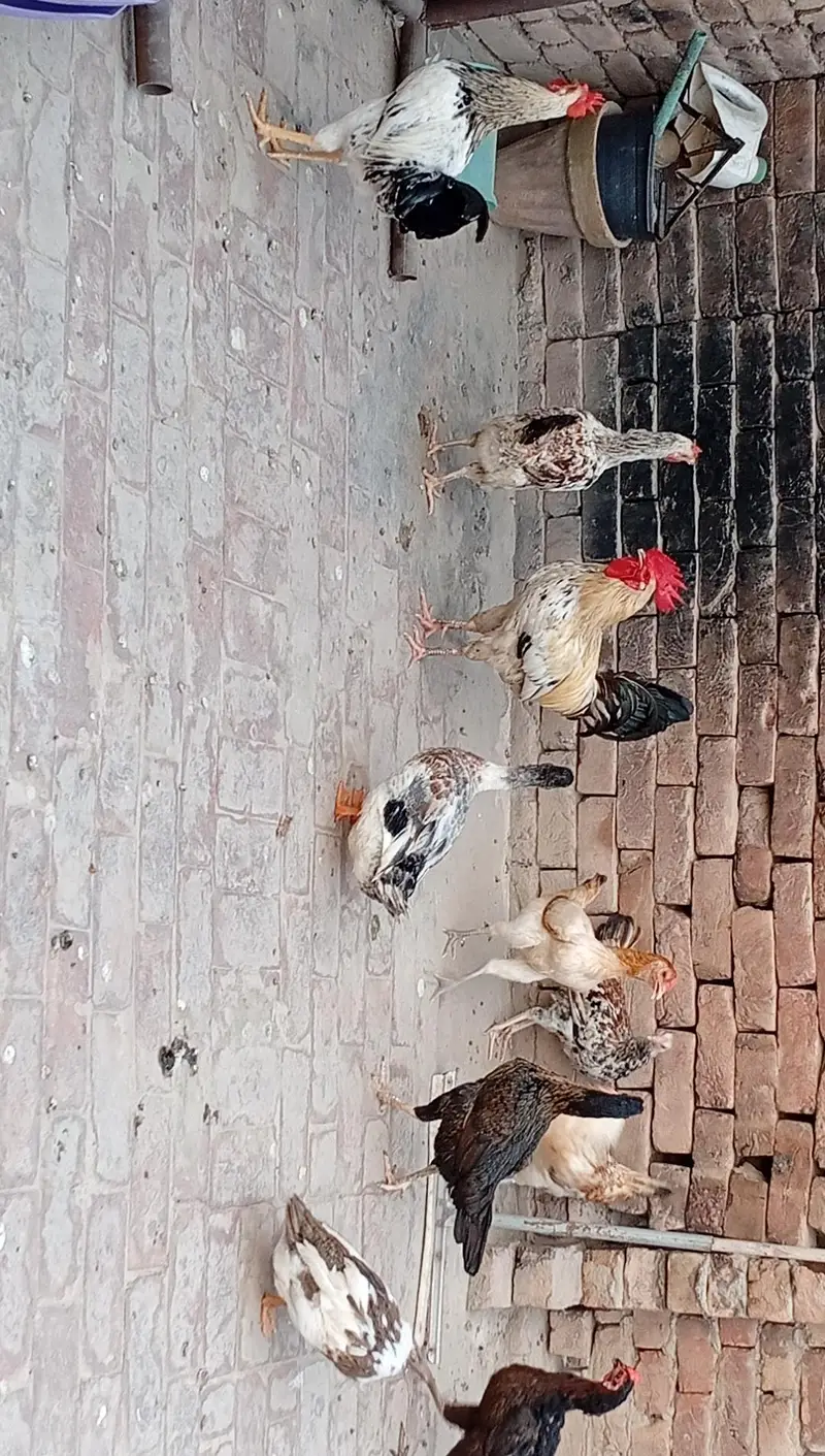 9 Hens+ Cocks  for Sale Desi + Aseel Mix — photo 11