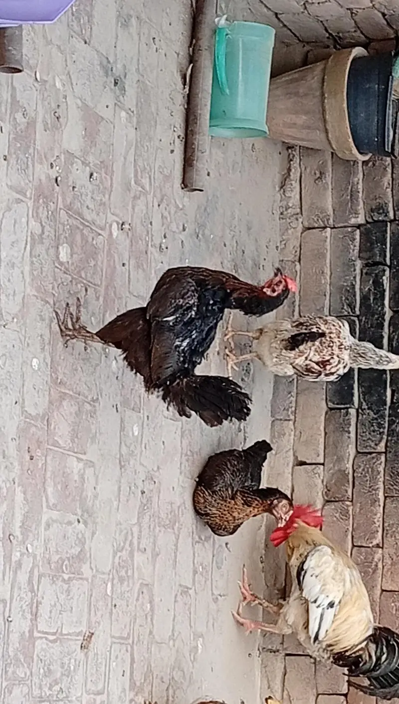 9 Hens+ Cocks  for Sale Desi + Aseel Mix — photo 12