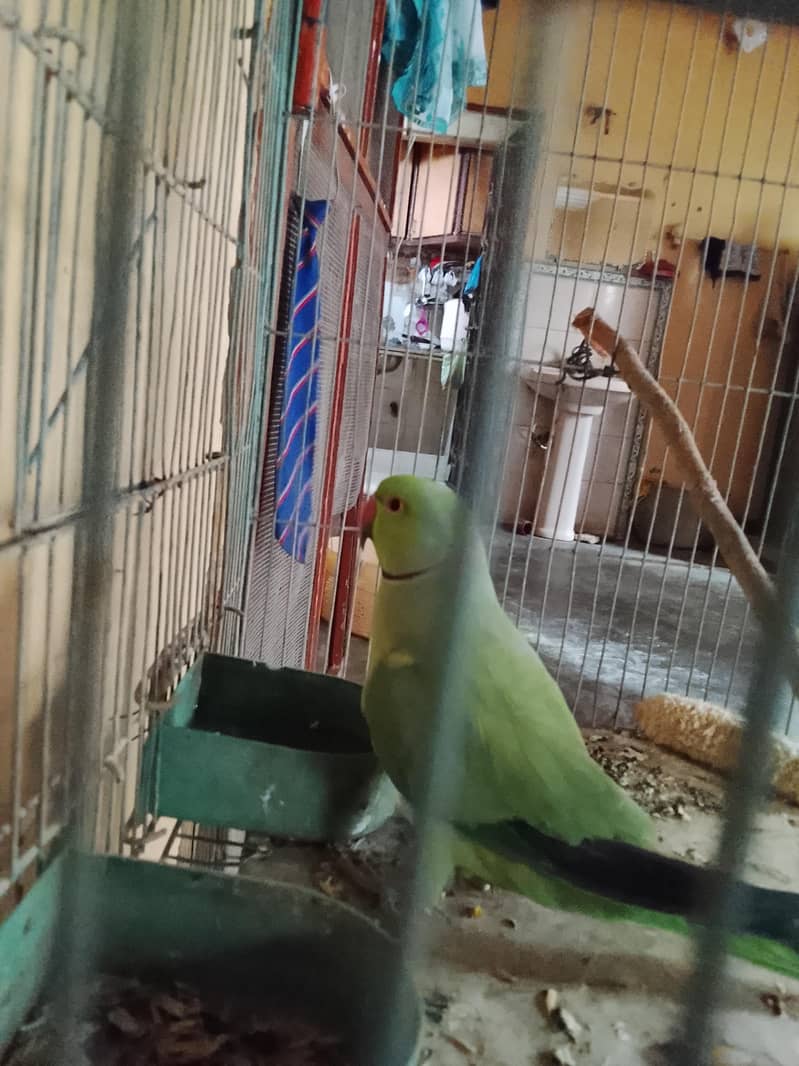 parrot 0