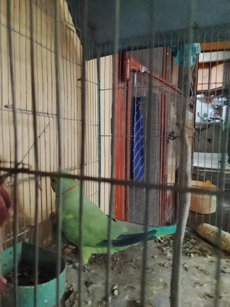 parrot 1