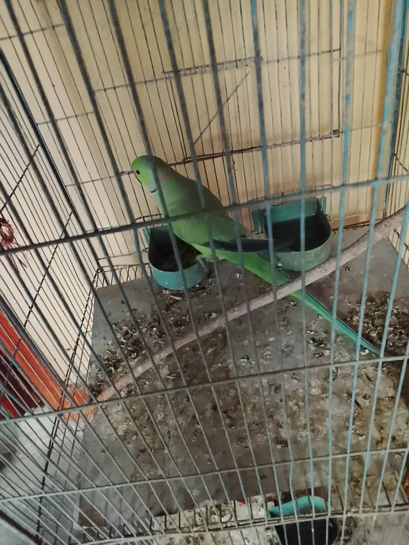 parrot 2