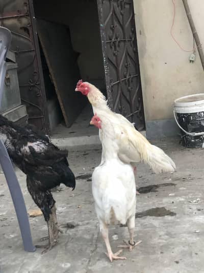 i want to sell my heera aseel pair