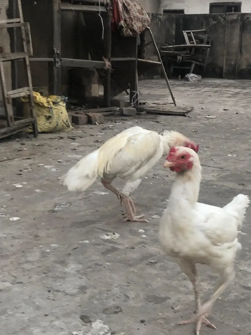 i want to sell my heera aseel pair — photo 8