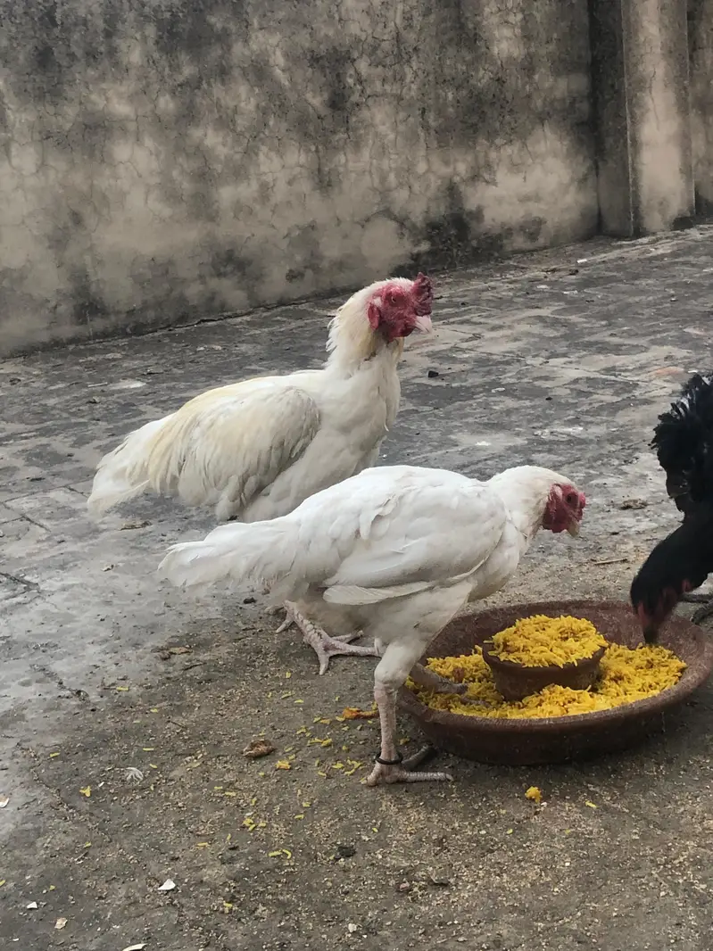 i want to sell my heera aseel pair — photo 10