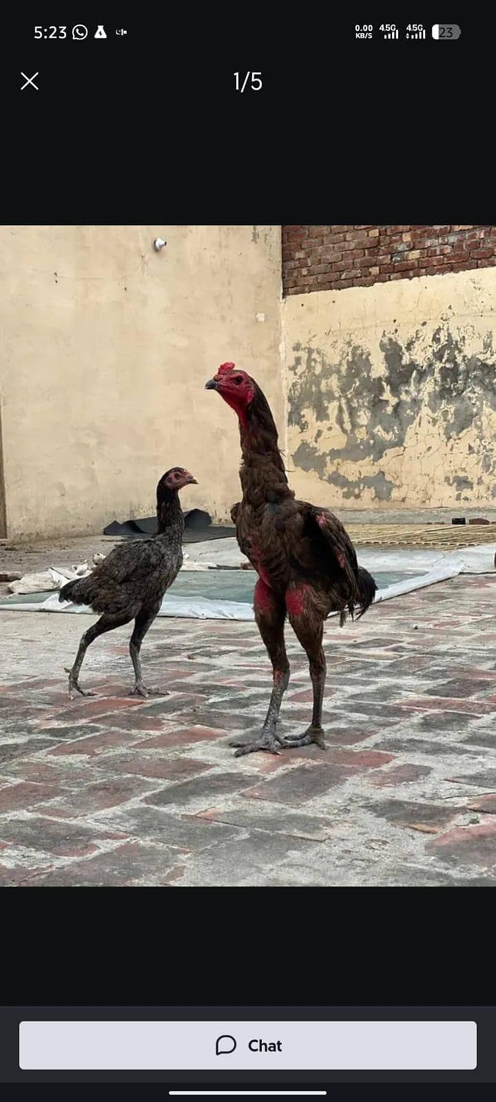 panas pakoy 0