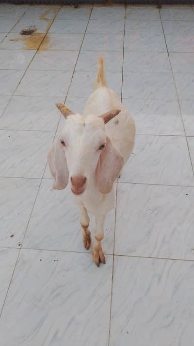 Bakr 7 month & Bakri 8months