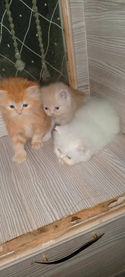 Persian kitten Punch face for Sale ek ketan  20000 ka