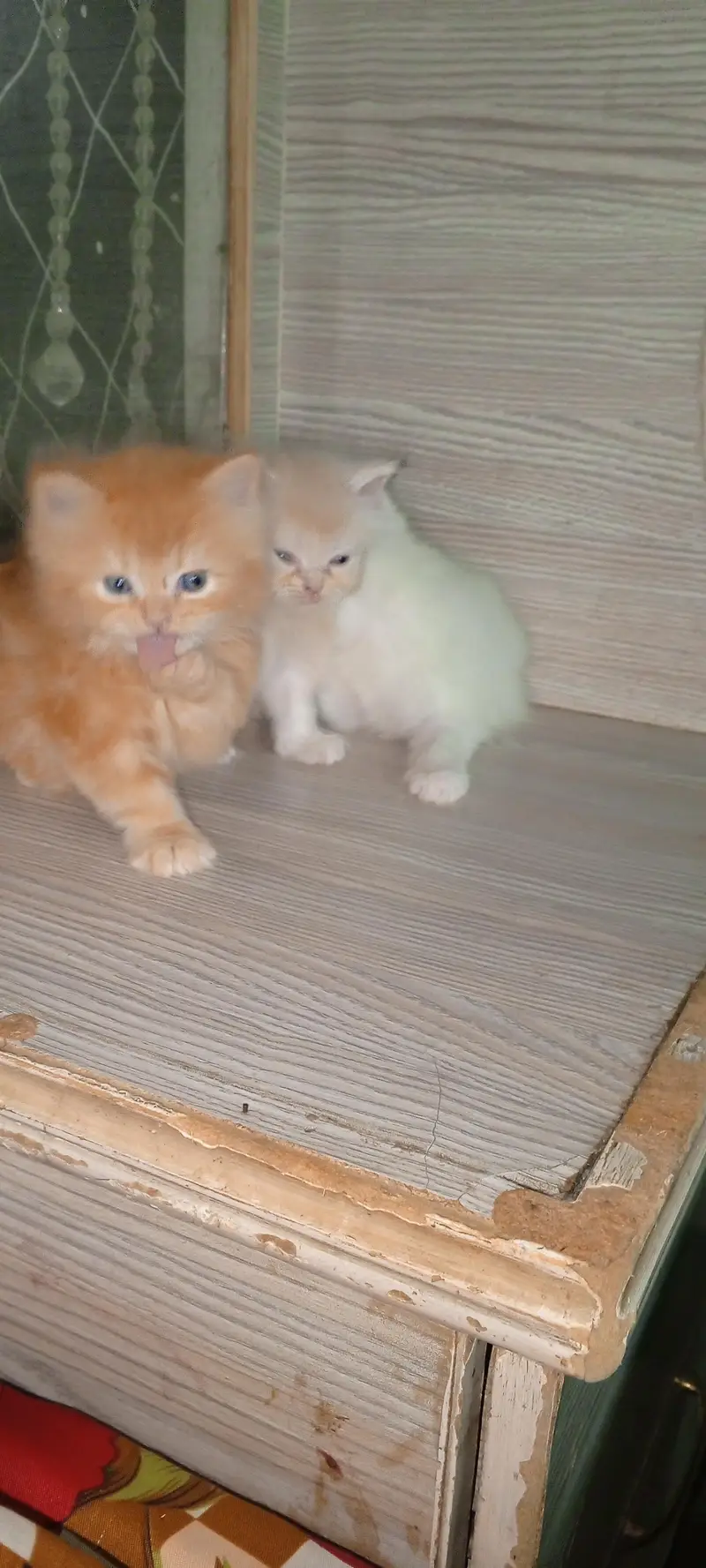 Persian kitten Punch face for Sale ek ketan  20000 ka — photo 2