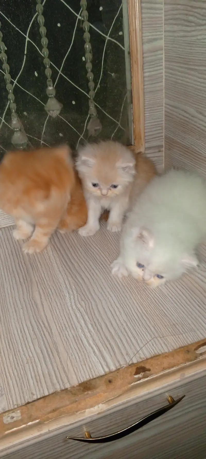 Persian kitten Punch face for Sale ek ketan  20000 ka — photo 3