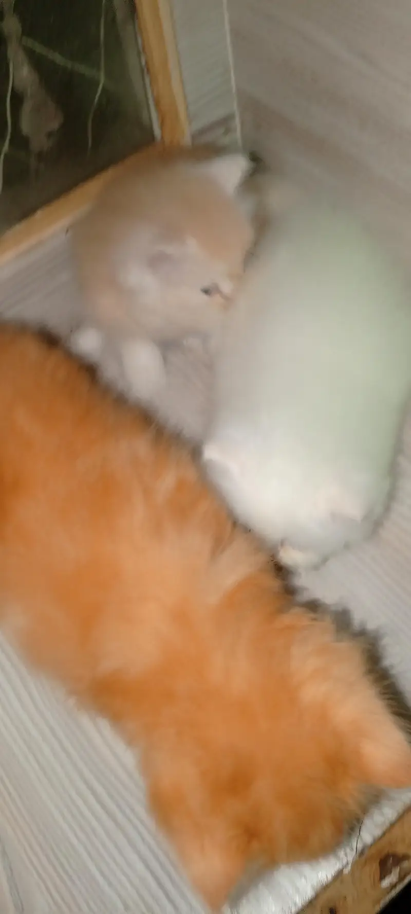 Persian kitten Punch face for Sale ek ketan  20000 ka — photo 4