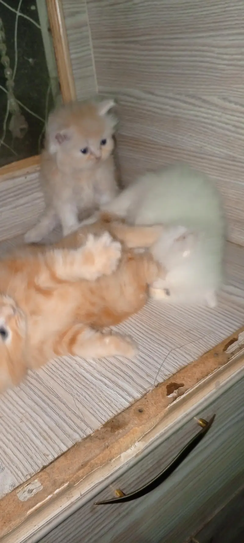 Persian kitten Punch face for Sale ek ketan  20000 ka — photo 5