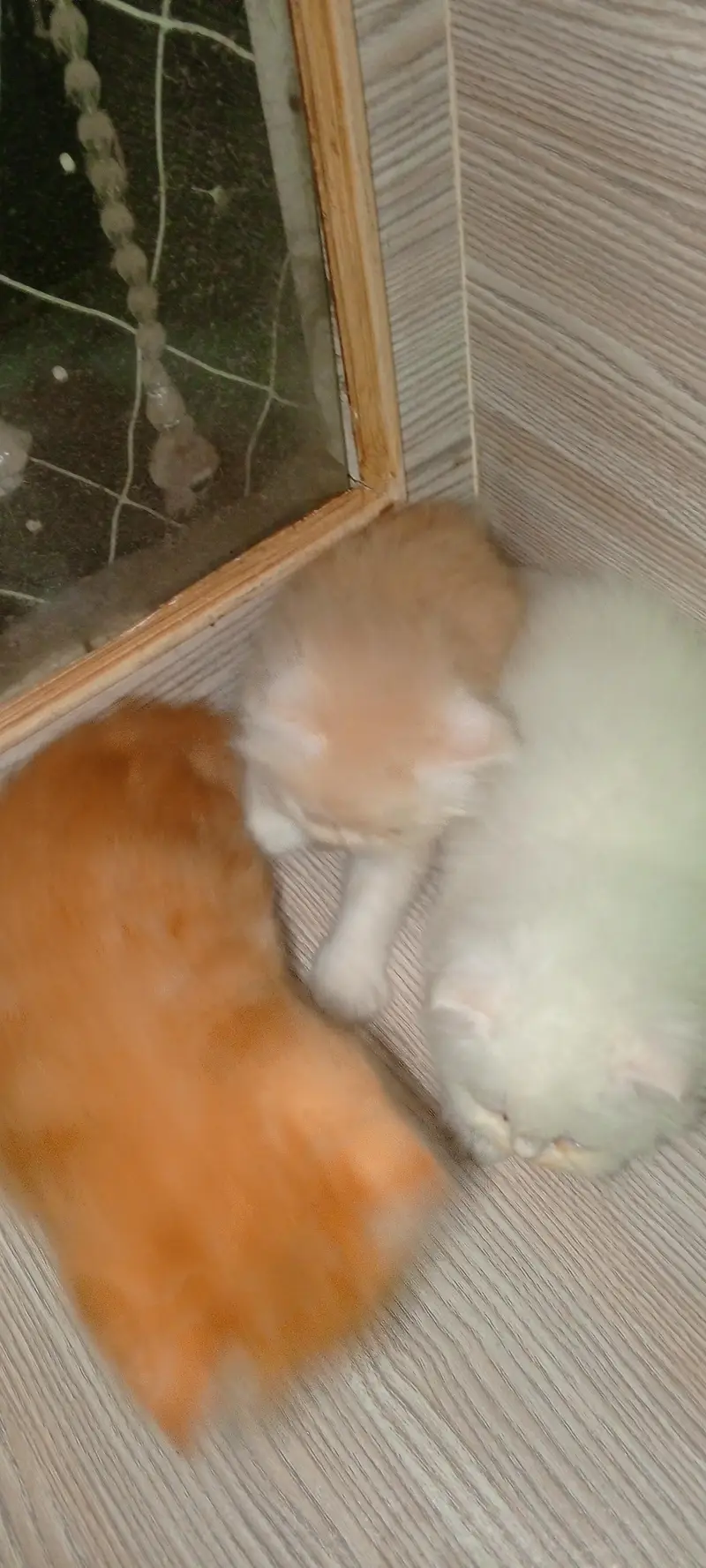 Persian kitten Punch face for Sale ek ketan  20000 ka — photo 6