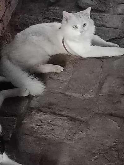 it is a leo