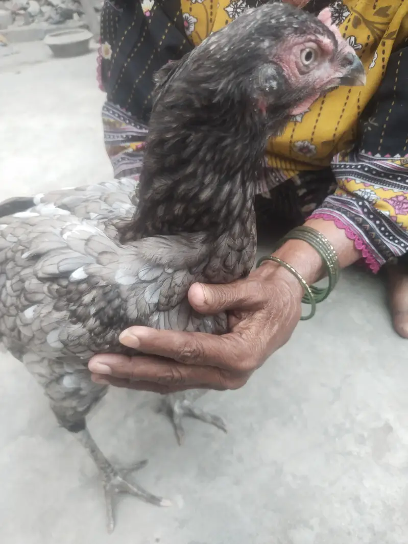 Aseel female contact 03244221420 — photo 5