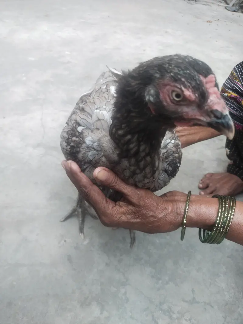 Aseel female contact 03244221420 — photo 6