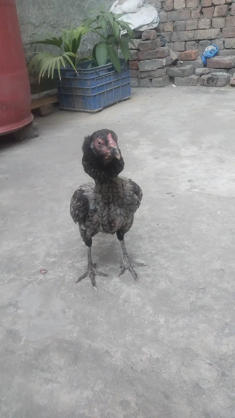 Aseel female contact 03244221420 — photo 7