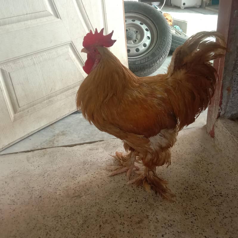 GOLDEN BUFF BREEDER 1